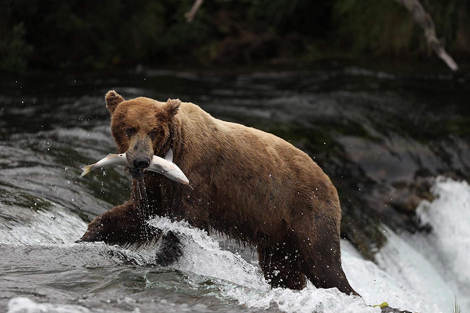 -lebanon-beirut-warranty-sale-shop-shopping-prices in lebanon-canon-canon prices in lebanon-